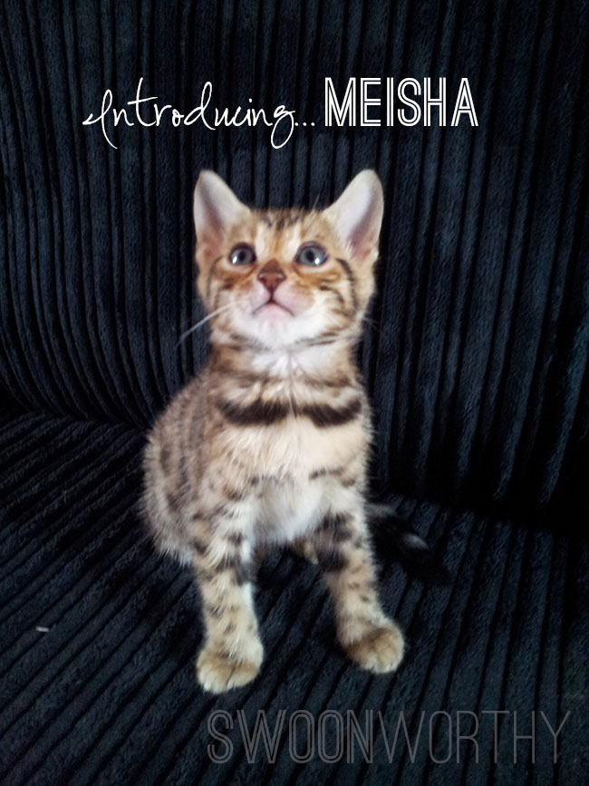 Say Hello:  Introducing our new Bengal Kitten…