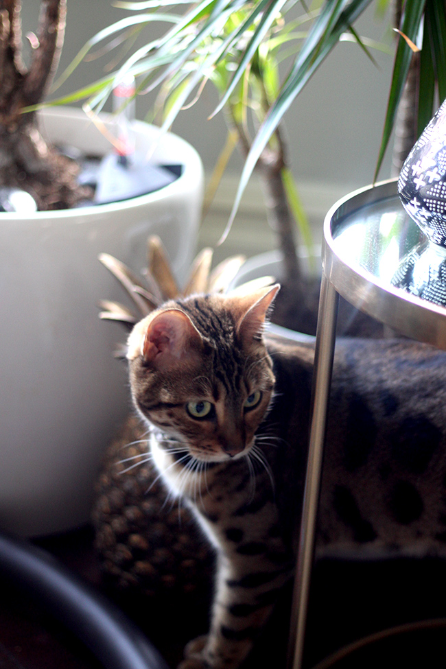 Jungle Cat Meisha Bengal