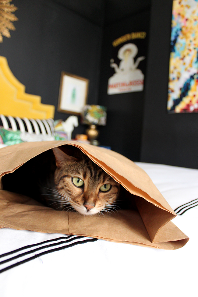 Bengal in a bag on the bed (weirdo)