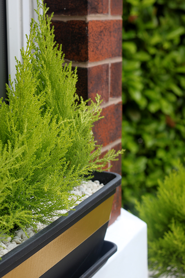 gold tape black window box - Swoon Worthy