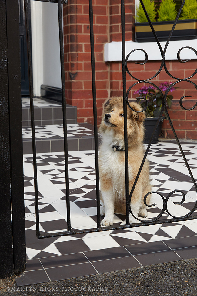 Swoon Worthy - Quito Sheltie -Martyn Hicks shoot 1