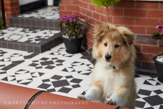 Swoon Worthy - Quito Sheltie -Martyn Hicks shoot 2