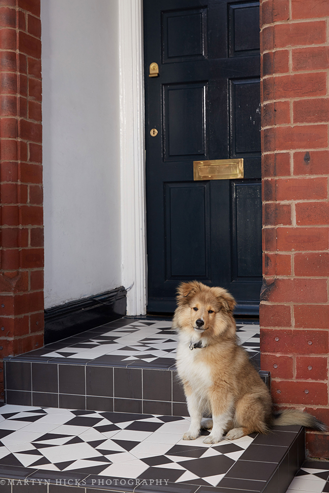 Our Sheltie Puppy Quito’s Front Patio Photoshoot!