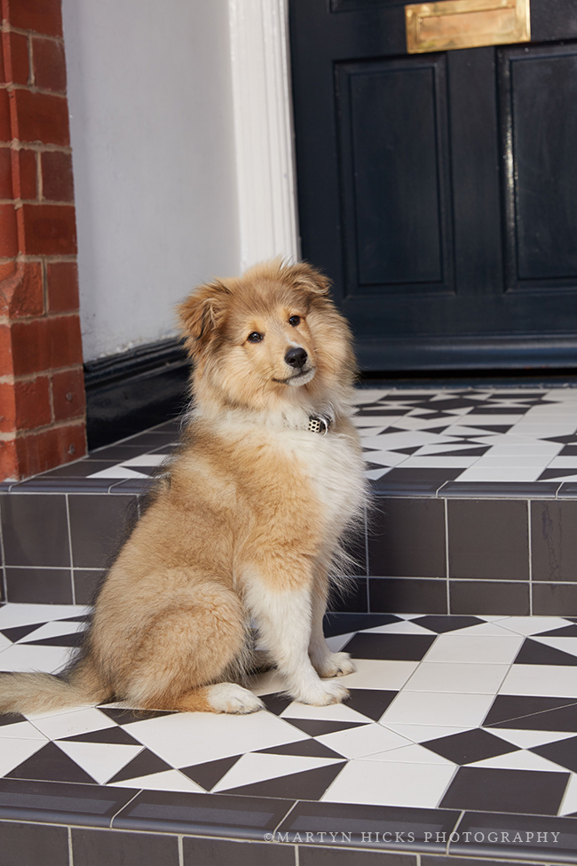 Swoon Worthy - Quito Sheltie -Martyn Hicks shoot 4