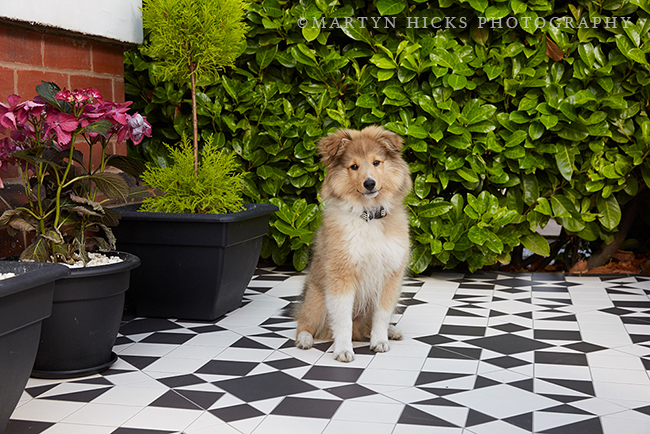 Swoon Worthy - Quito Sheltie -Martyn Hicks shoot 5