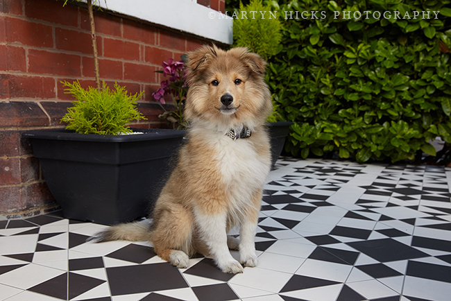 Swoon Worthy - Quito Sheltie -Martyn Hicks shoot 6