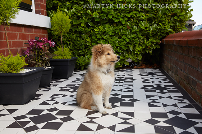 Swoon Worthy - Quito Sheltie -Martyn Hicks shoot 8