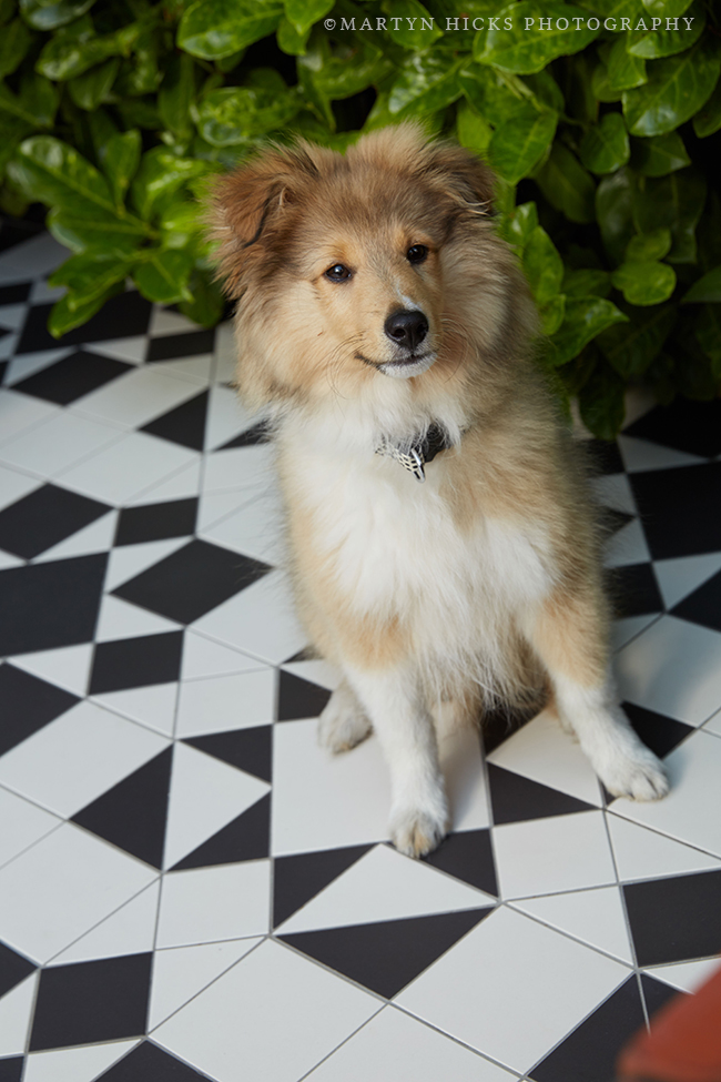 Swoon Worthy - Quito Sheltie -Martyn Hicks shoot