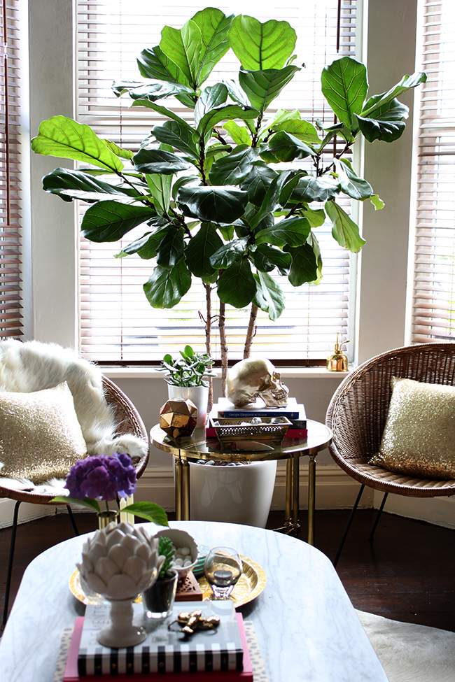 Fiddle Leaf Fig Swoon Worthy - 18 months later!