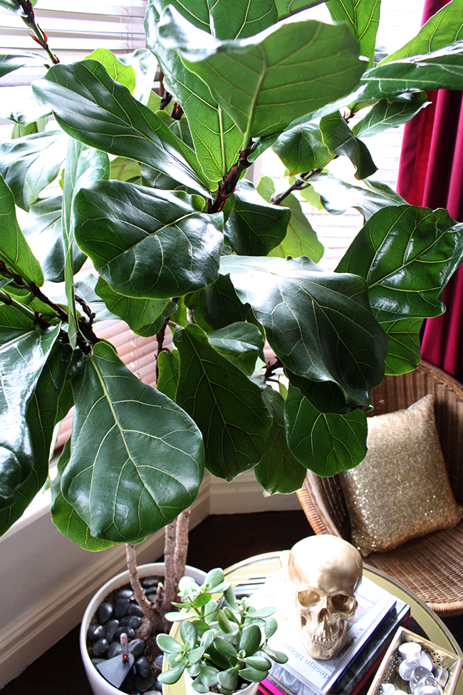 Fiddle Leaf Fig Swoon Worthy 18 months later