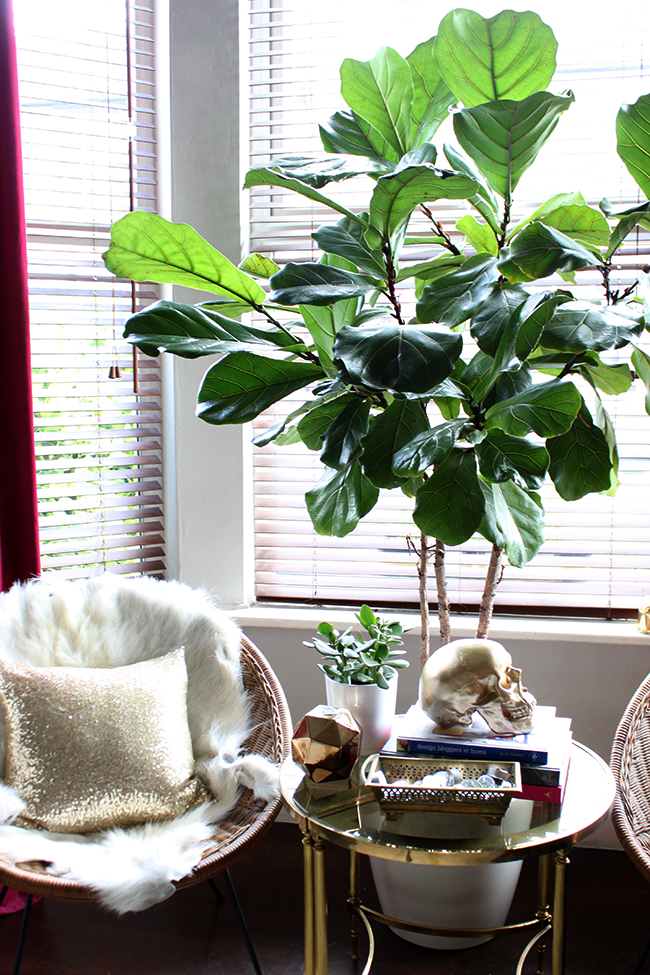 Fiddle Leaf Fig Swoon Worthy 18 months later