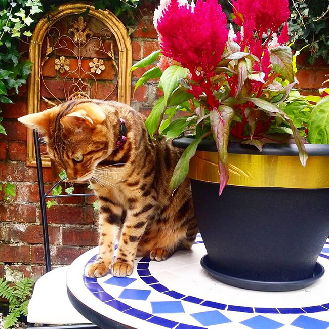 Swoon Worthy - Meisha on patio table