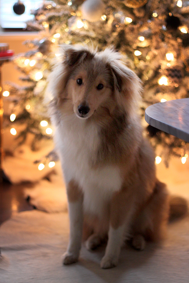 Quito Xmas 2015 - Swoon Worthy blog - sheltie puppy in front of Christmas tree