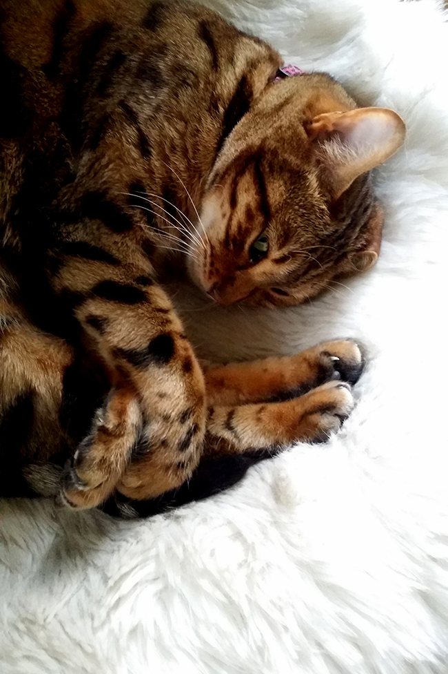 Meisha bengal cat on white fur throw - Swoon Worthy