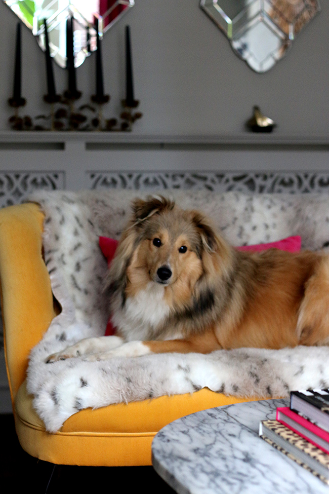 Quito - Swoon Worthy - Sheltie dog on yellow love seat