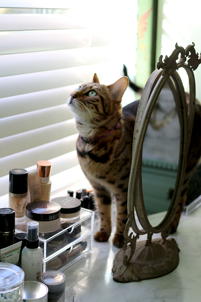 Swoon Worthy - Dressing Room Tour - Meisha bengal cat with makeup display vanity