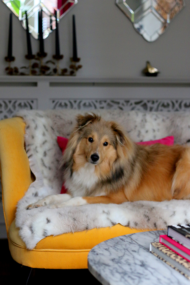 Swoon Worthy - Quito the Sheltie on yellow sofa