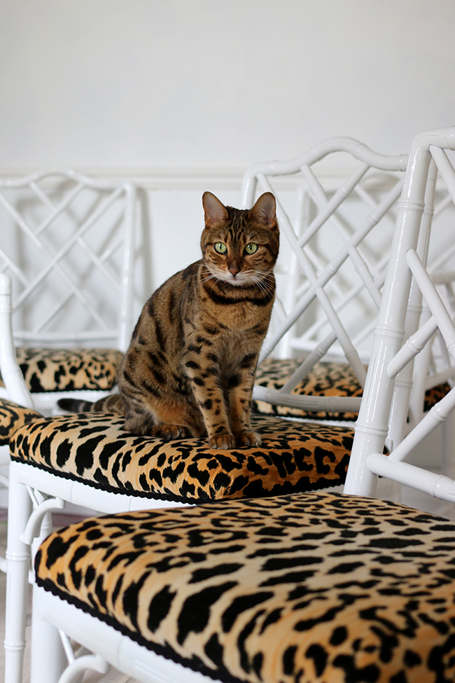 Bengal cat on leopard print jamil natural fabric faux bamboo chippendale chairs - see more at www.swoonworthy.org