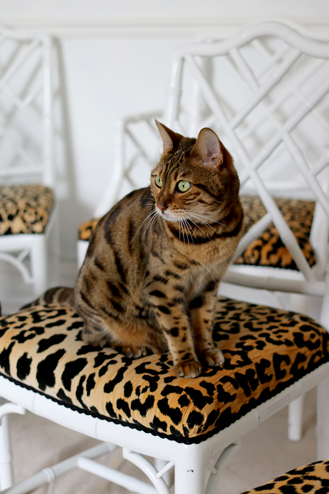 Bengal cat on leopard print jamil natural fabric faux bamboo chippendale chairs - see more at www.swoonworthy.org