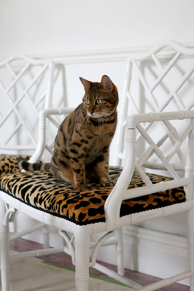 Bengal cat on leopard print jamil natural fabric faux bamboo chippendale chairs - see more at www.swoonworthy.org