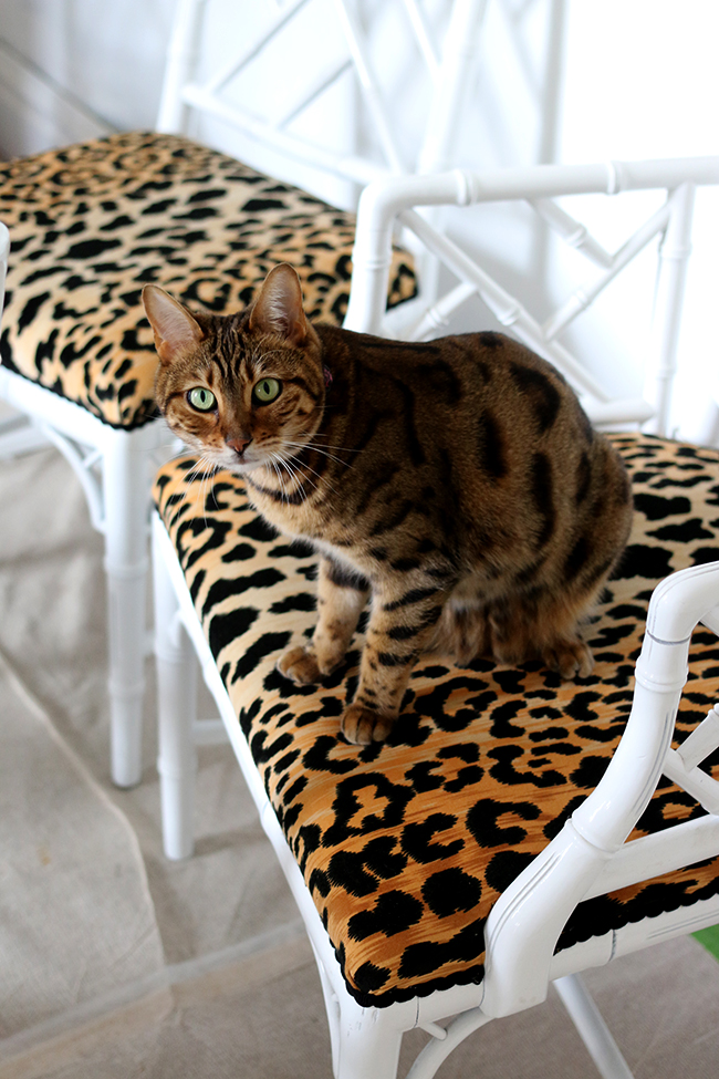 Bengal cat on leopard print jamil natural fabric faux bamboo chippendale chairs - see more at www.swoonworthy.org