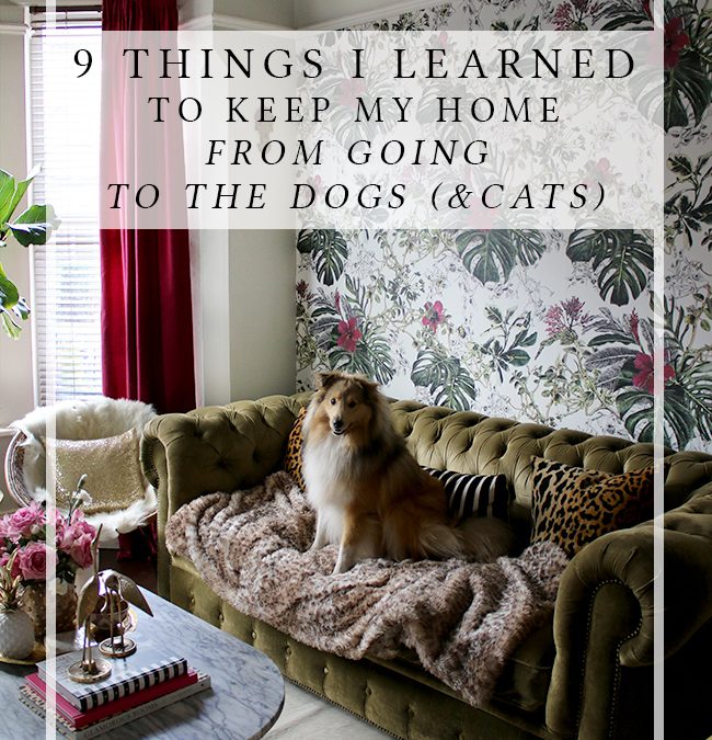 9 Things I Learned to Keep My Home From Going to the Dogs*