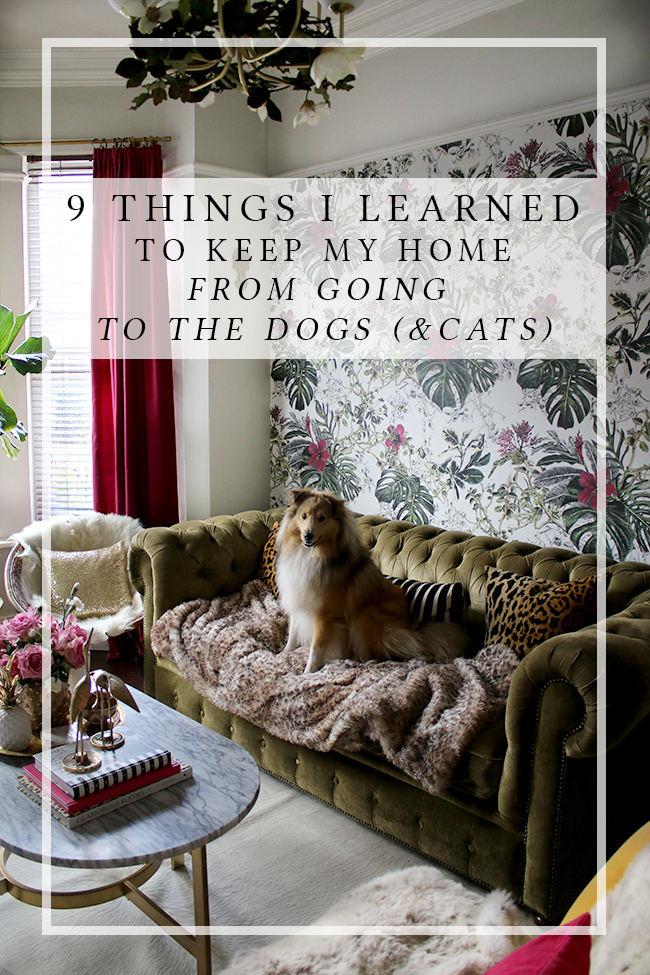 9 Things I learned to keep my home from going to the dogs