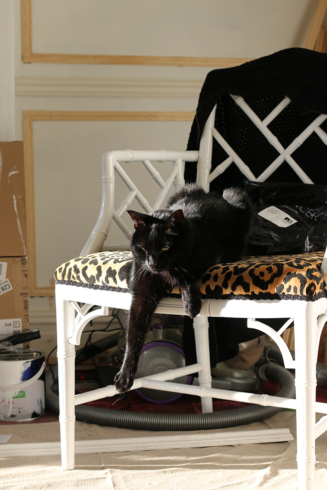 Black cat - Pablo - on leopard print chair