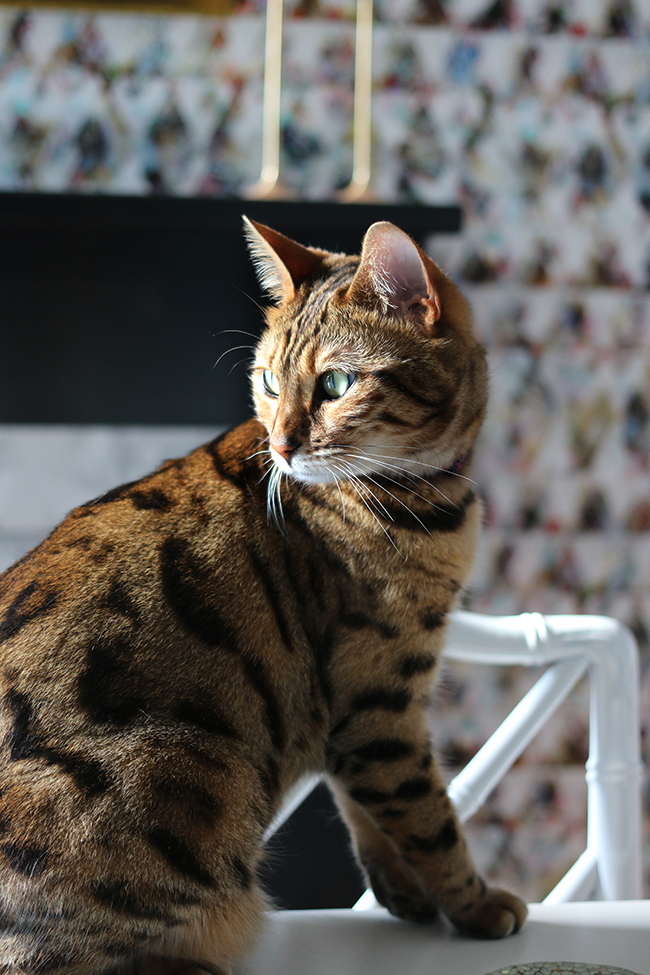 Bengal Cat Meisha - Living with Pets