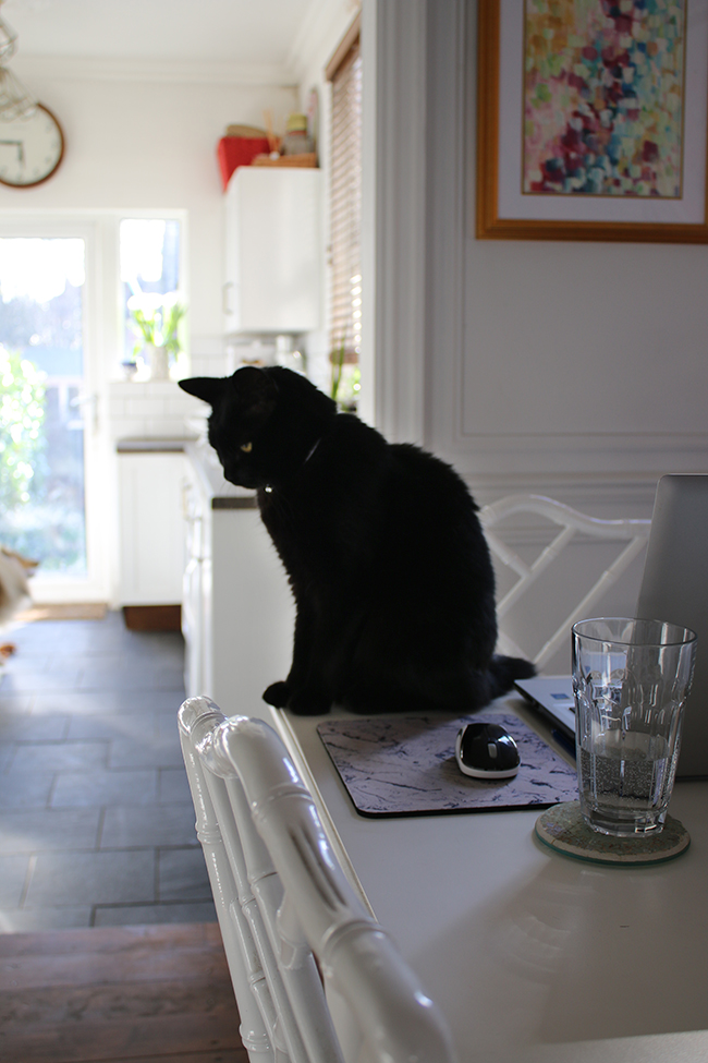 black cat on table