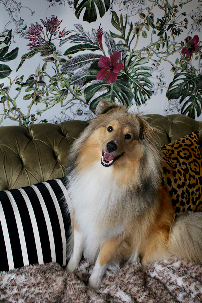 Shetland sheepdog on sofa