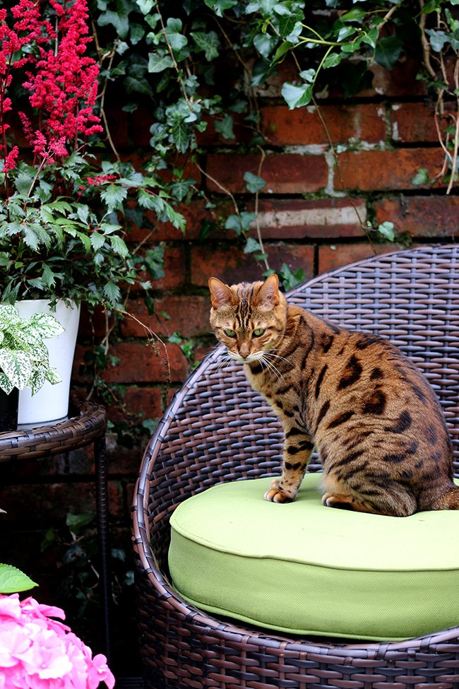 Meisha bengal cat on patio