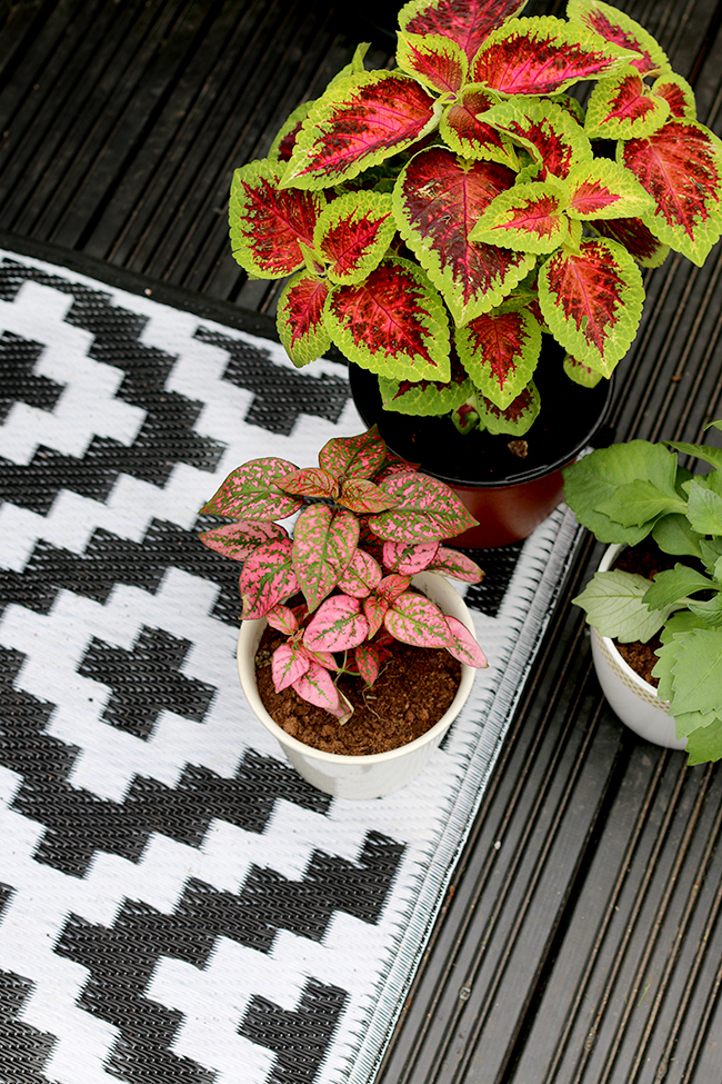 black and white graphic outdoor rug with plants