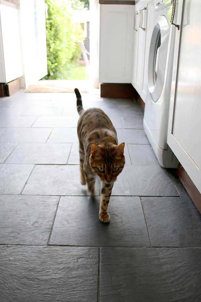 Meisha bengal cat on slate kitchen floors