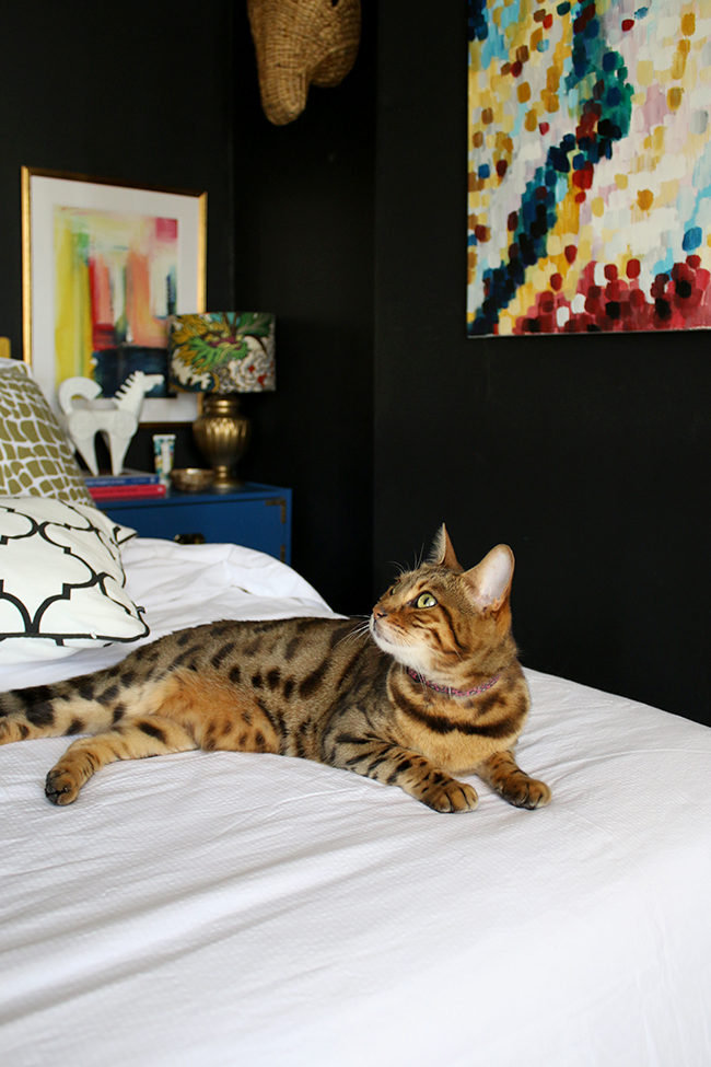 bengal cat on bed in black bedroom with bright colours