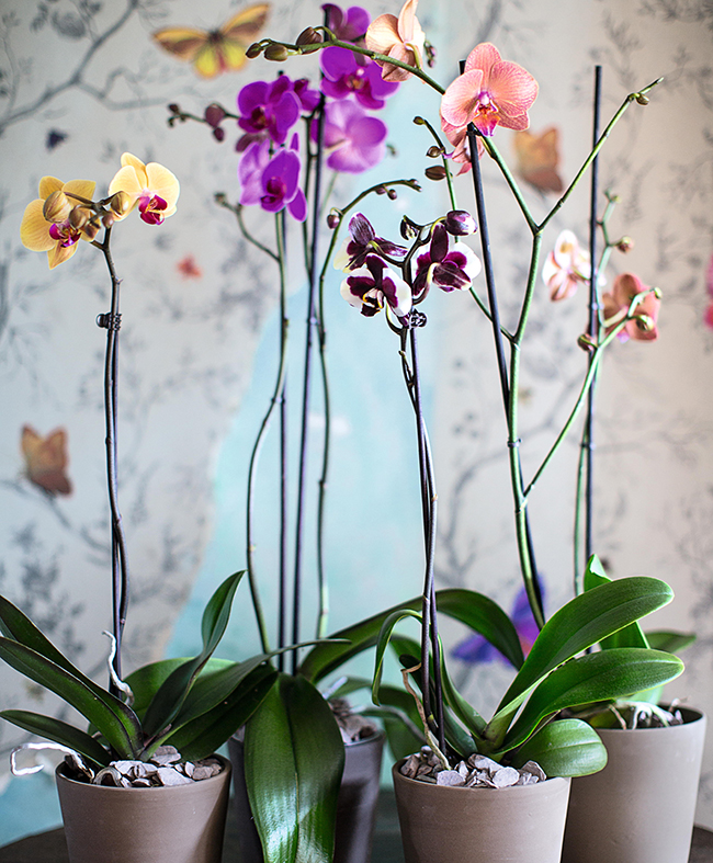 Orchids - House Plants How to Look After Your Indoor Plants Isabelle Palmer by Cico Books