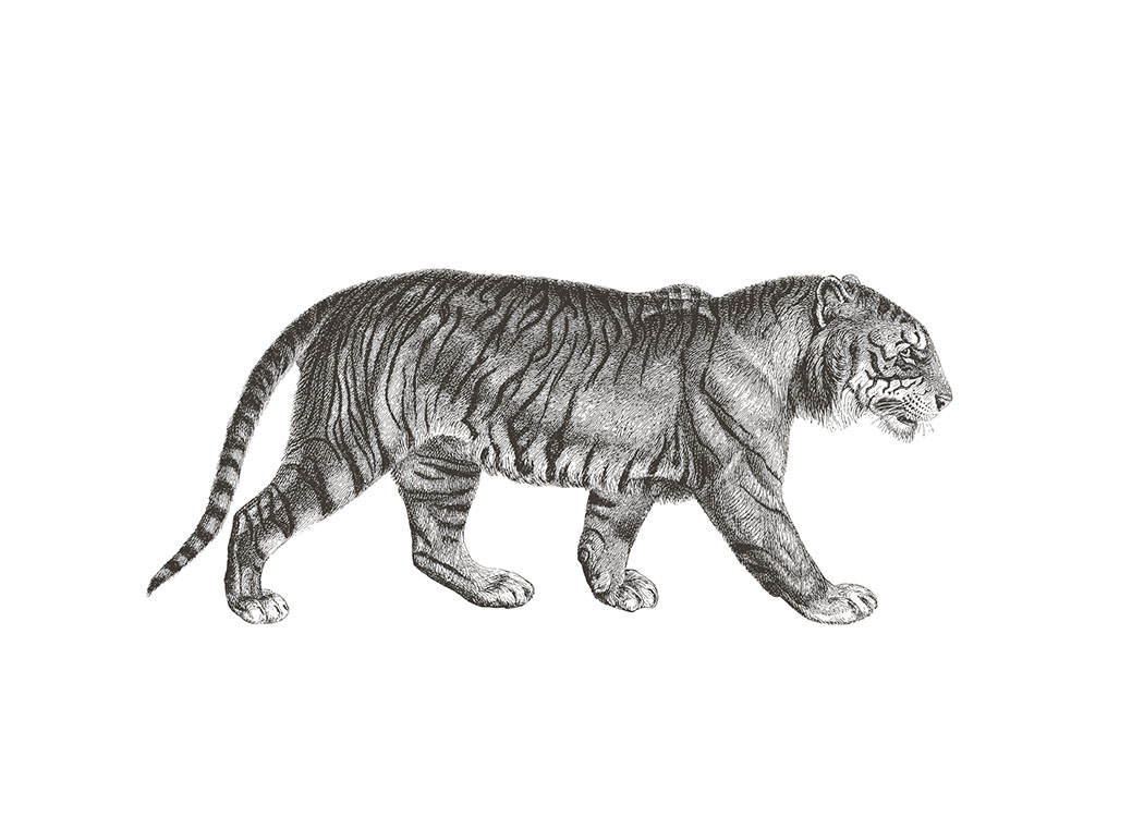 Desenio Art Print Tiger 50x70