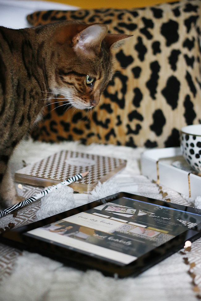 bengal cat on bed with tablet coffee and tray