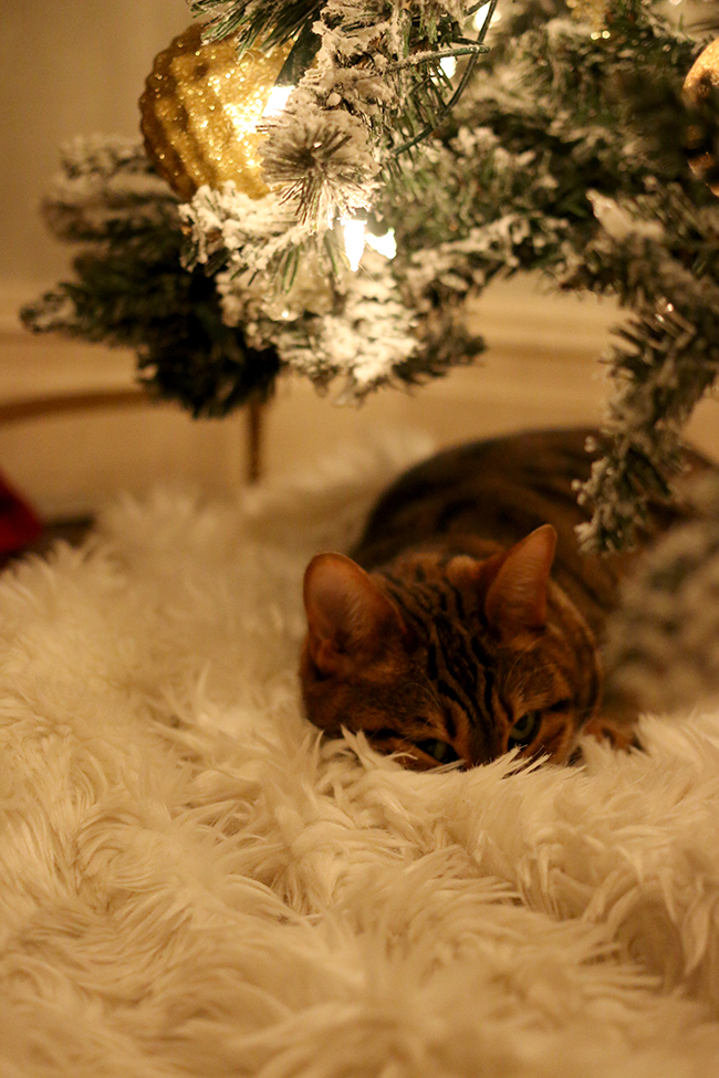 bengal cat sleeping under Christmas tree