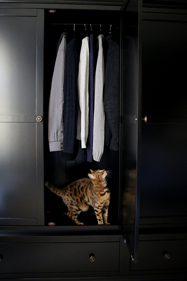 bengal cat in black wardrobes