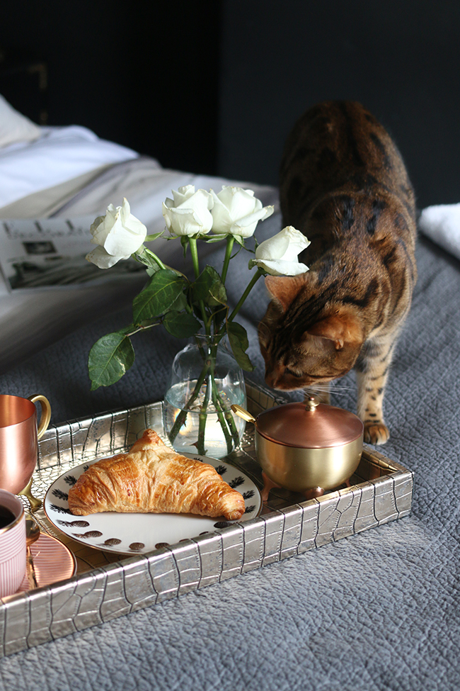 how to get the hotel look at home - breakfast in bed with bengal cat