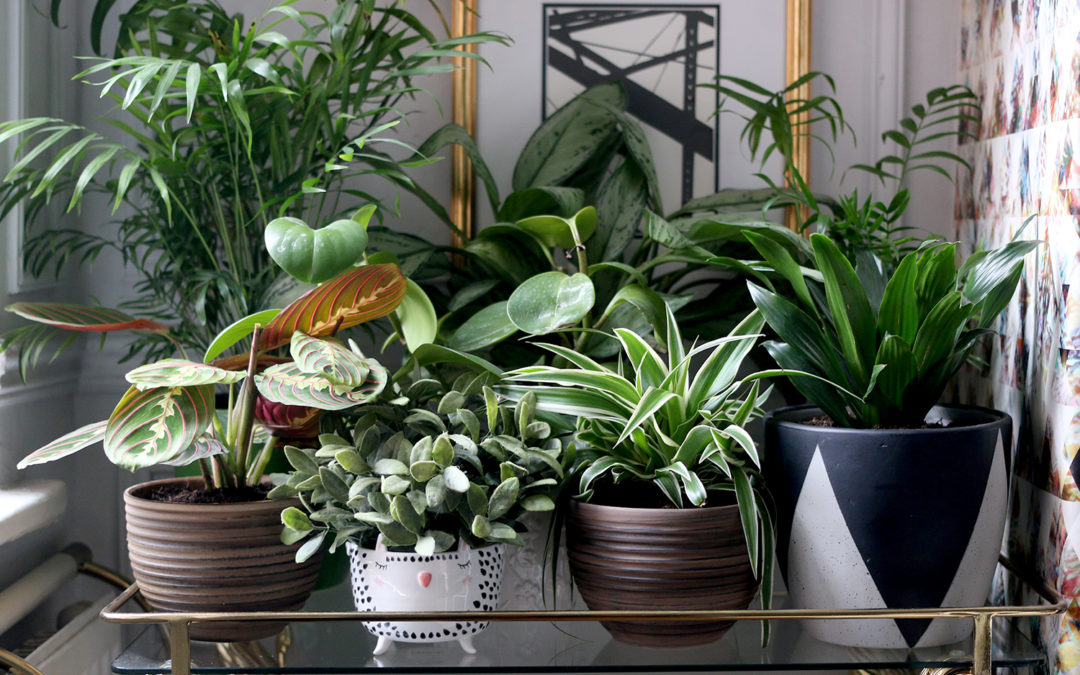 How to Style Your Home with Plants