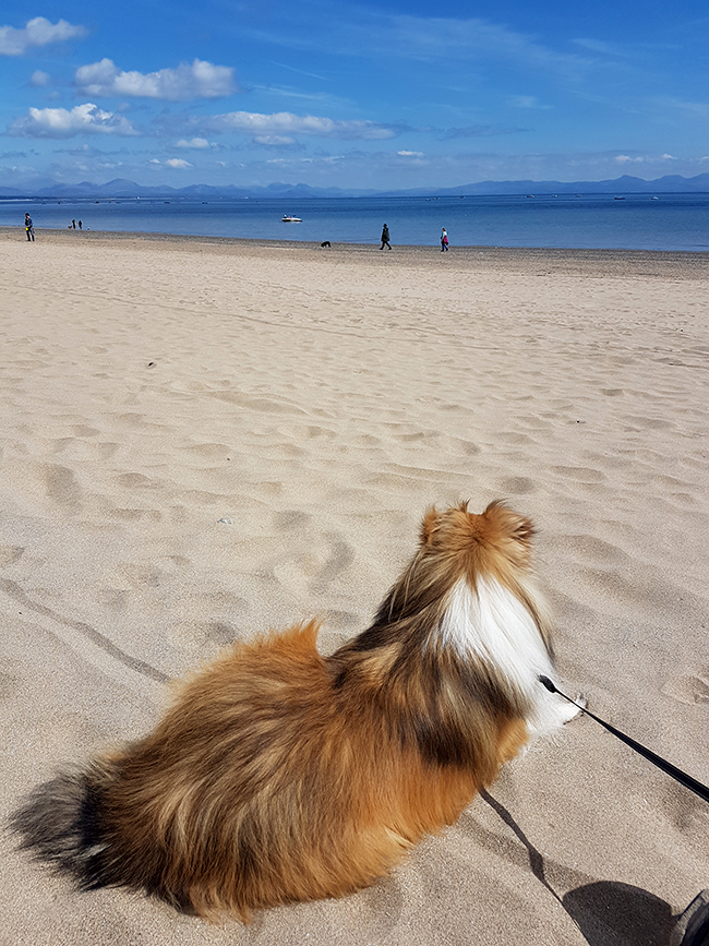 Abersoch dog friendly beach 2