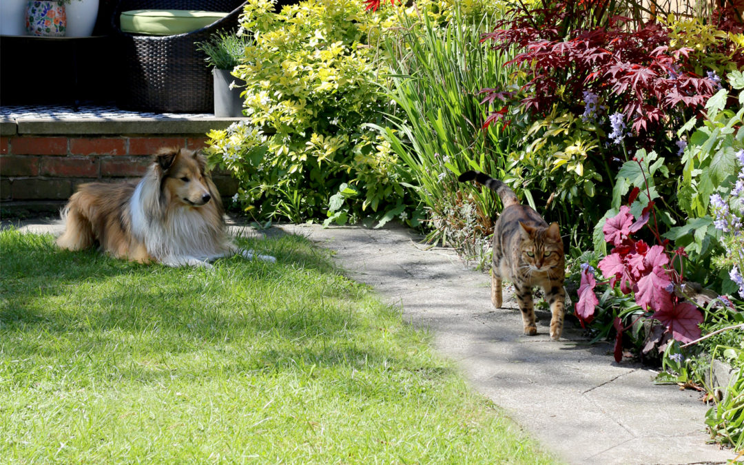 Getting the Garden Summer Ready!