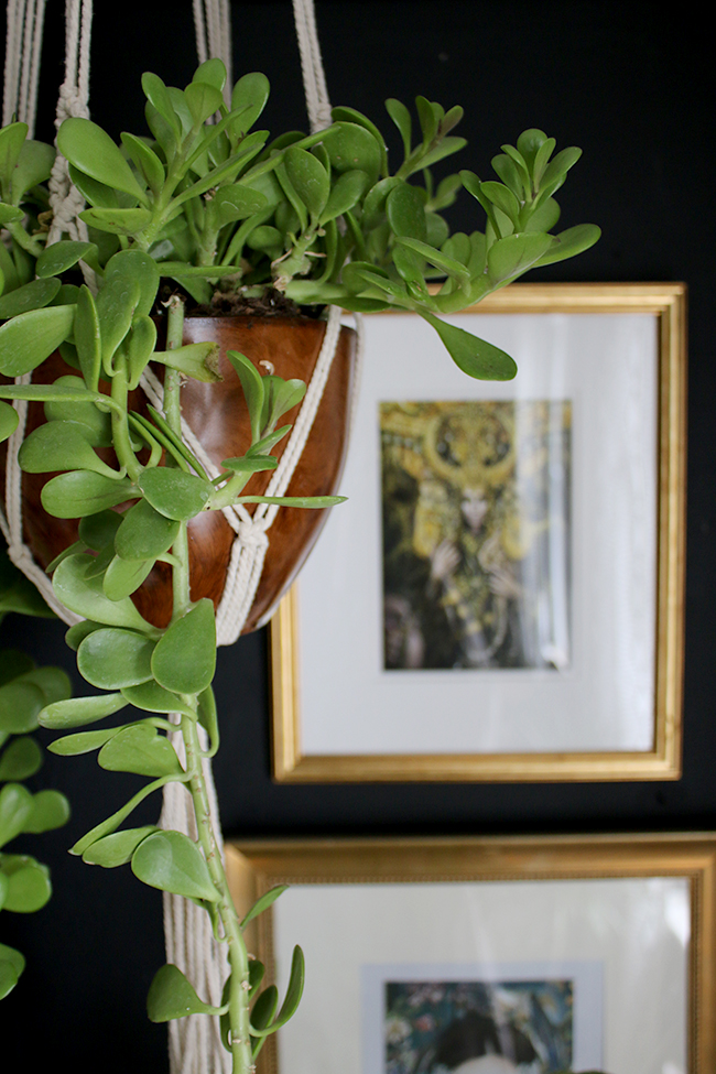 hanging succulent with black wall and framed prints