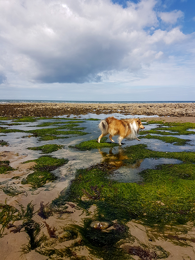 Weekend in Wales with Sheltie Dog