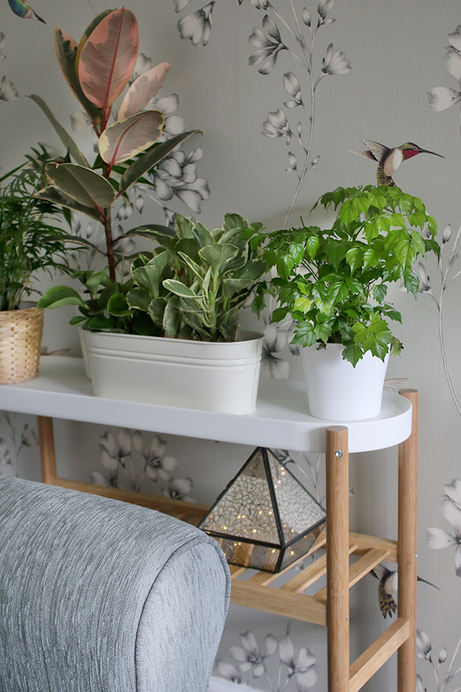 Ikea Satsumas Plant Stand - contemporary romantic living room before and after