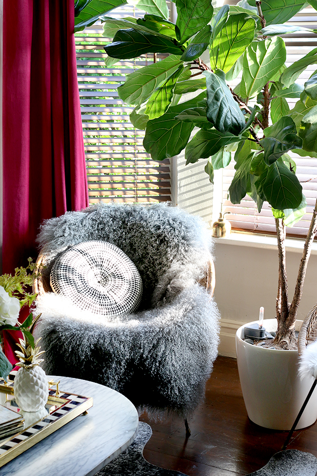 vintage rattan hoop chair with grey mongolian sheep skin throw and fiddle leaf fig