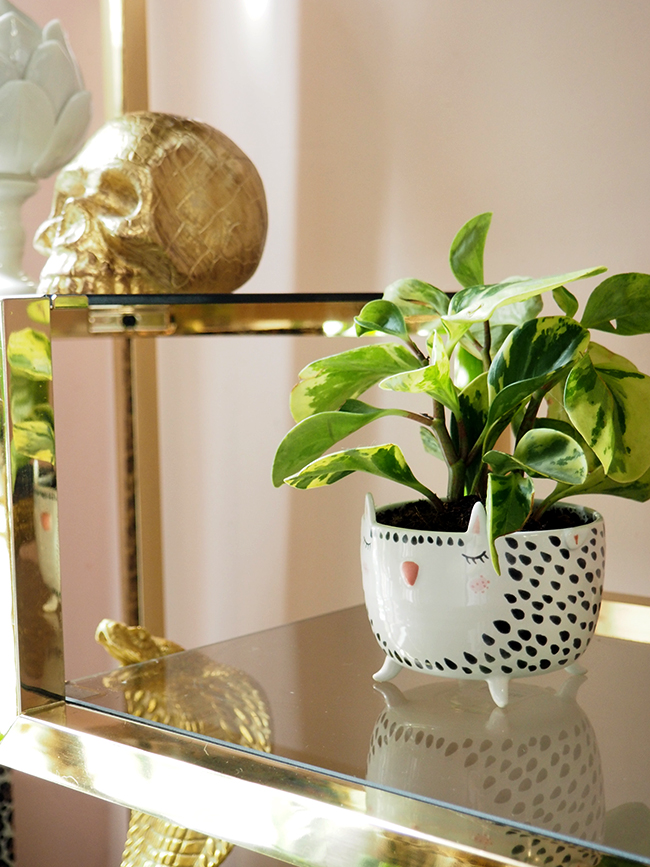 boho glam office with black desk and gold brass glass shelving units