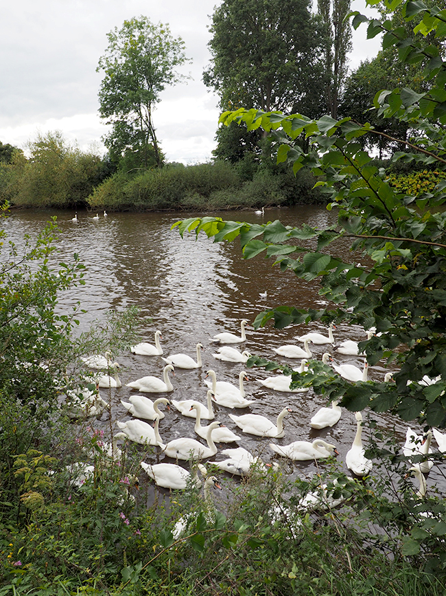 River Severn in Worcester with Swans